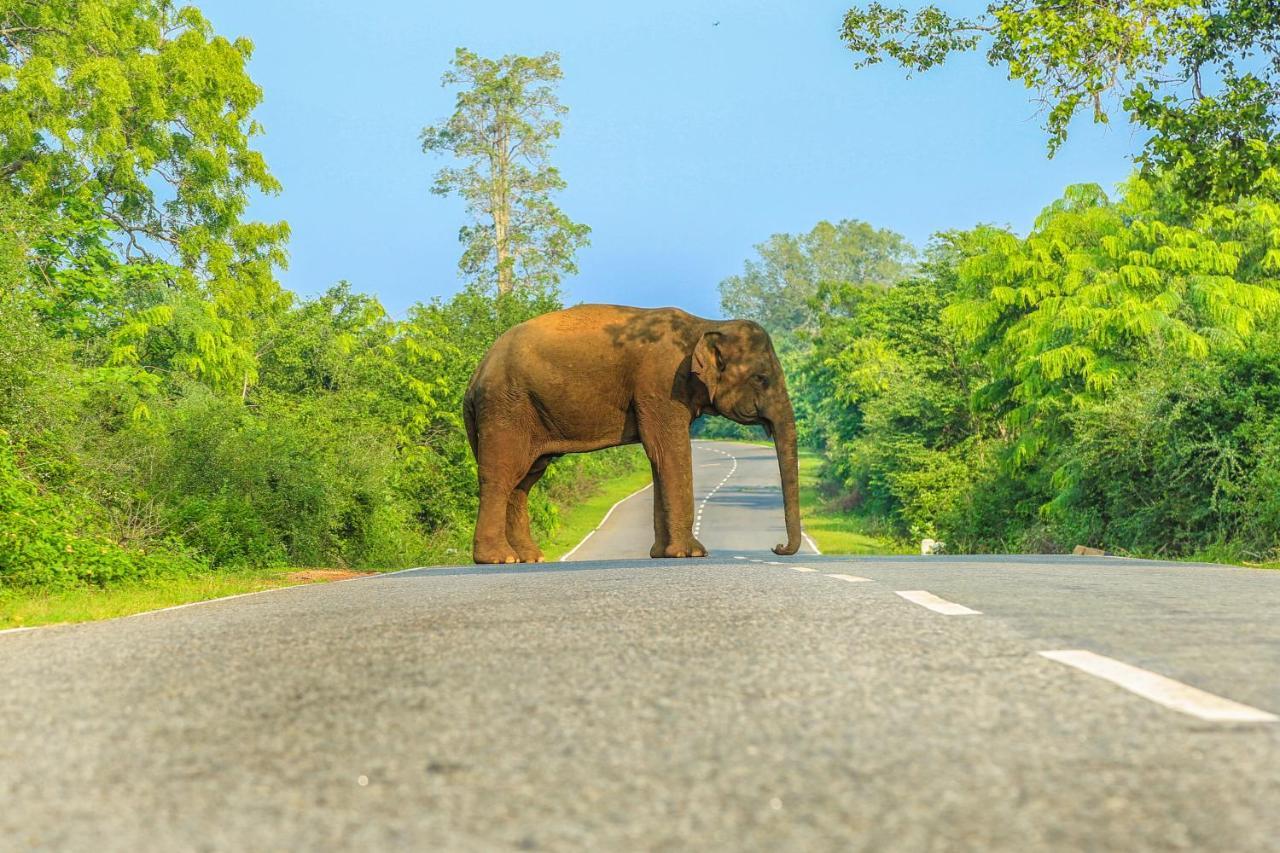 Hotel Oak Ray Wild Yala Tissamaharama Esterno foto
